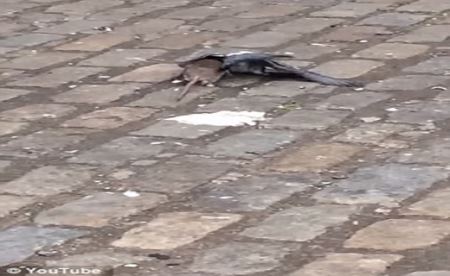 انتخاب بی رحم ترین موش دنیا در بروکلین! (عکس)