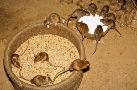 عکس های چندش آور عبادت موش ها در این روستا