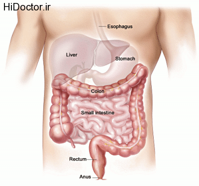 colon-intestines-free-clipart-cksinfo-com