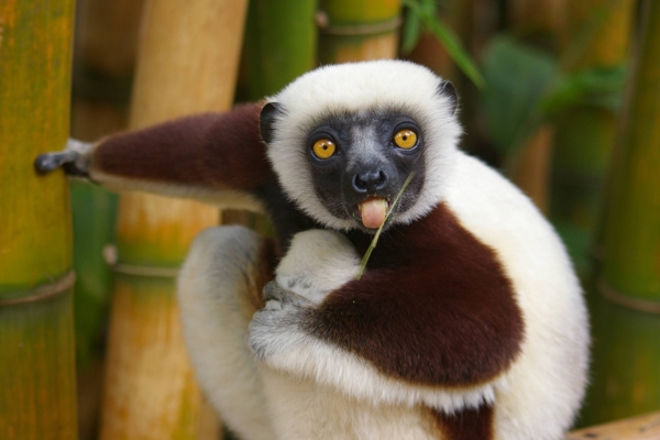 lemur(7)