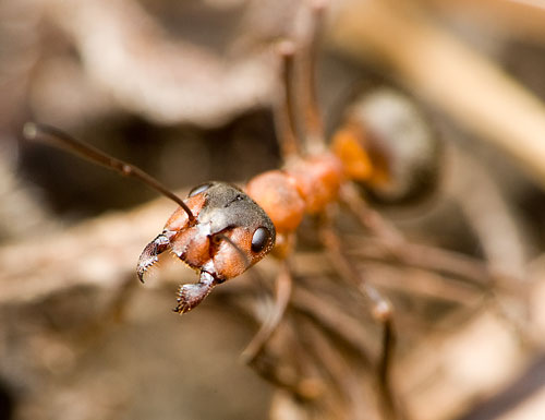 میل کردن مورچه ant