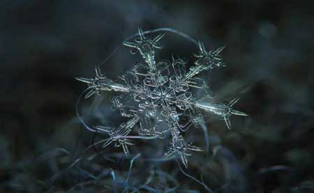 تصاویر شگفت انگیز از دانه های برف